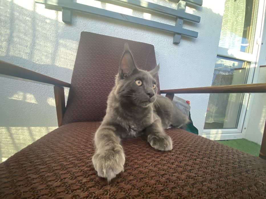 Niebieski dymny kocurek Maine Coon