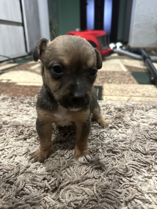 Віддам у добрі руки двох цуценят (дівчатка), безкоштовно