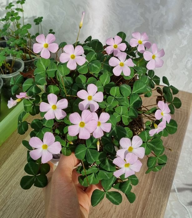 Oxalis Namibia луковки кислицы