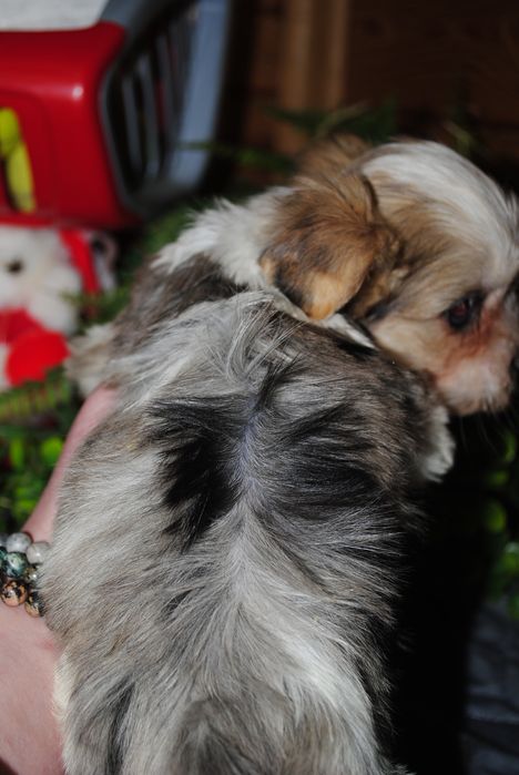 Малеча з блакитними очима. Срочно