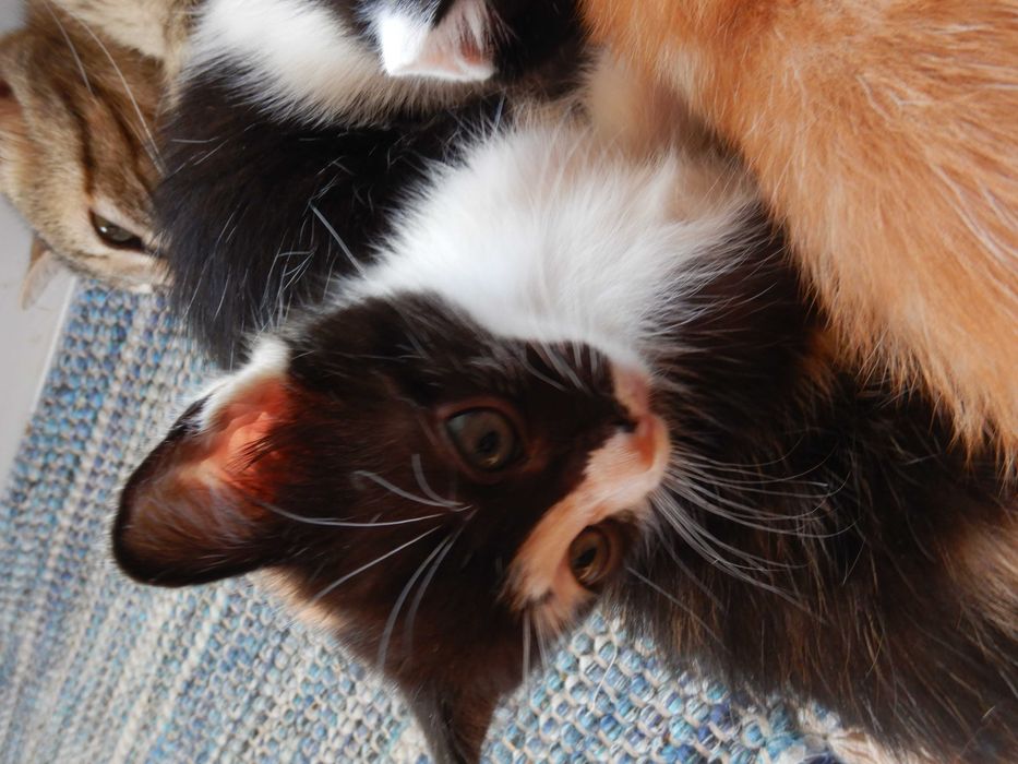 Gatinhos/as 3 meses