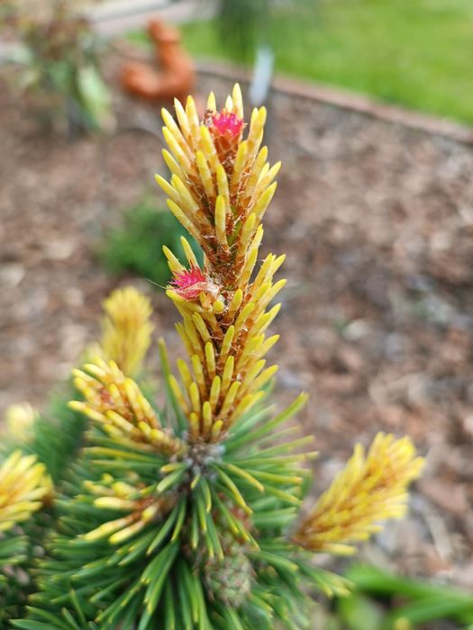 Projektowanie ,zakładanie ogrodów pielęgnacja ogrodu nawadnianie