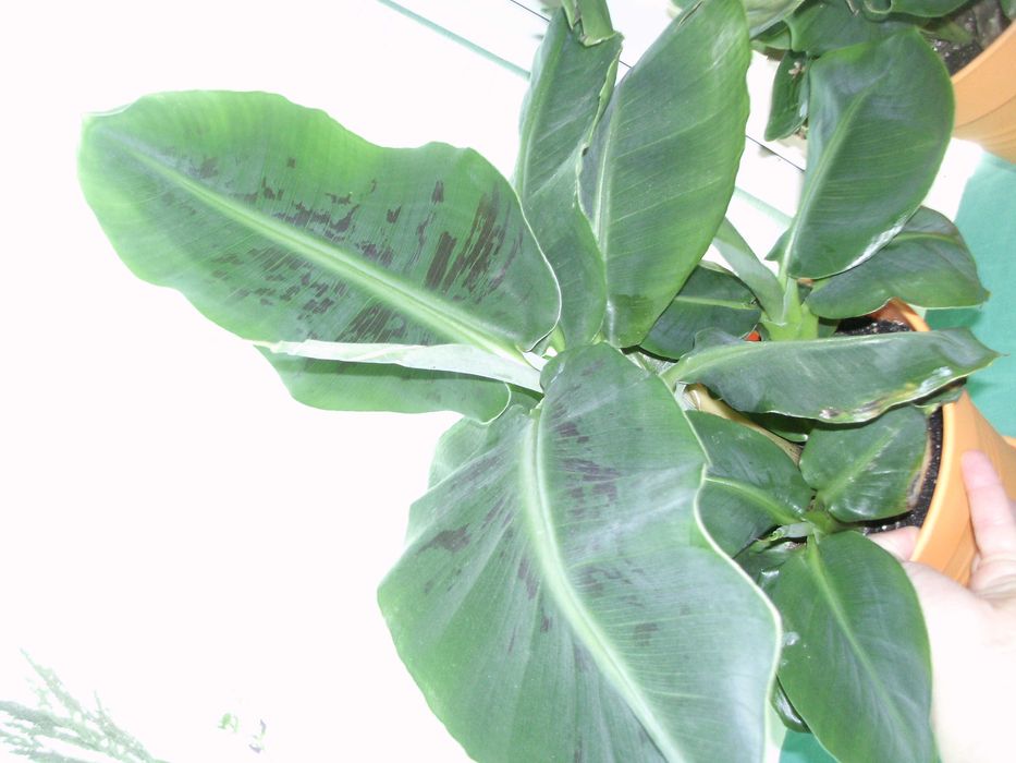 Саджанці банан міні "Тропікана" "київський карлик" Тропіканка