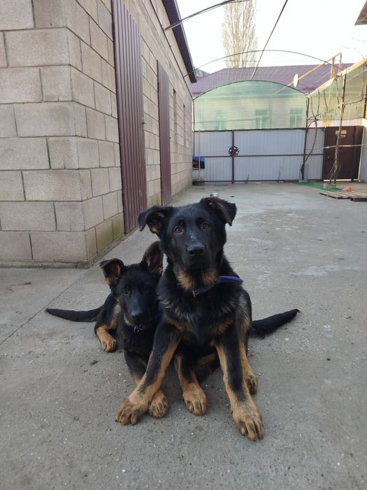 На продаж німецькі вівчарки