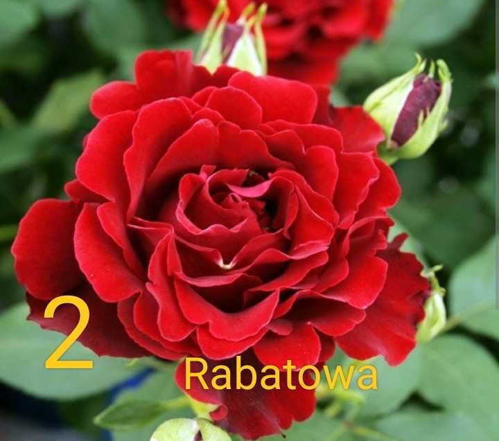 Mini róże na pniu