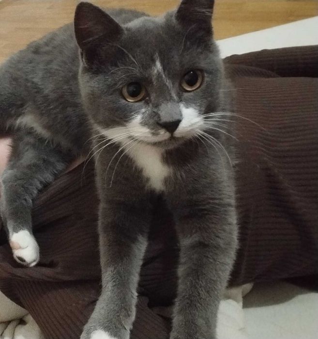 Загубився котик, звати Жижа