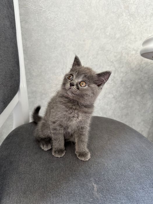 Шотландського котика