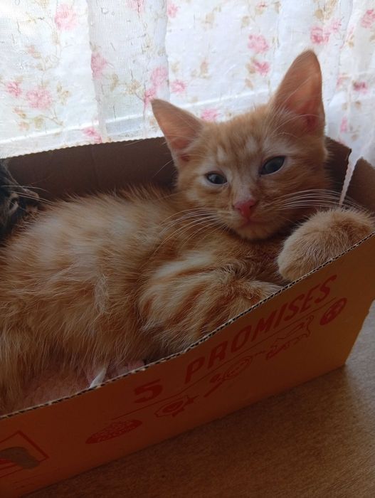 Солодке кошеня, котик