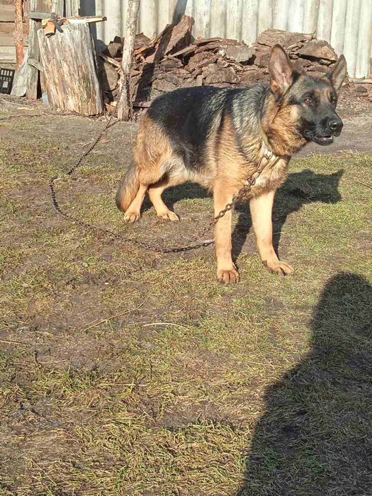 Німецька вівчарка