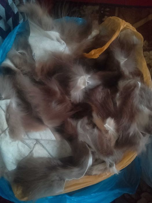 Шкури шкурки обрізь куниця лісова