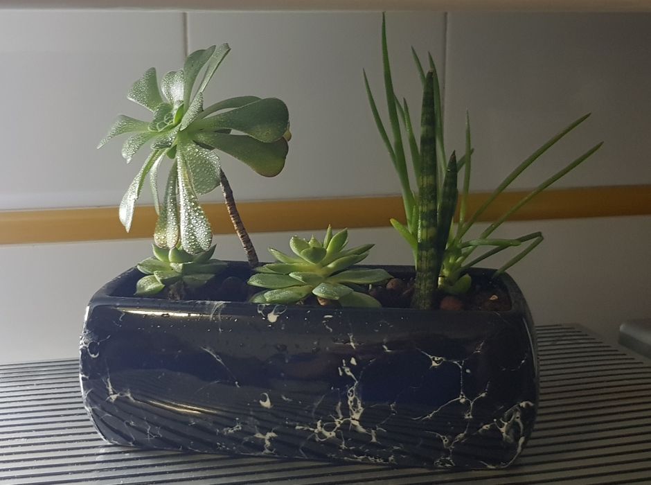 Floreira com suculentas