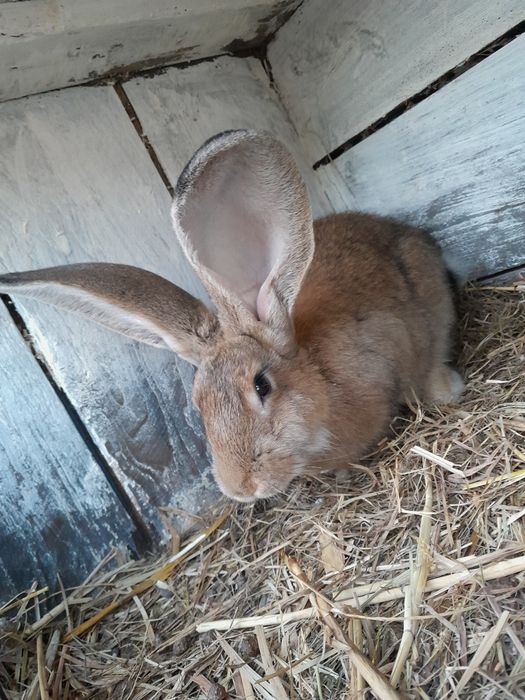 Królik kroliki samica samiec bos belg belgijski srokacz