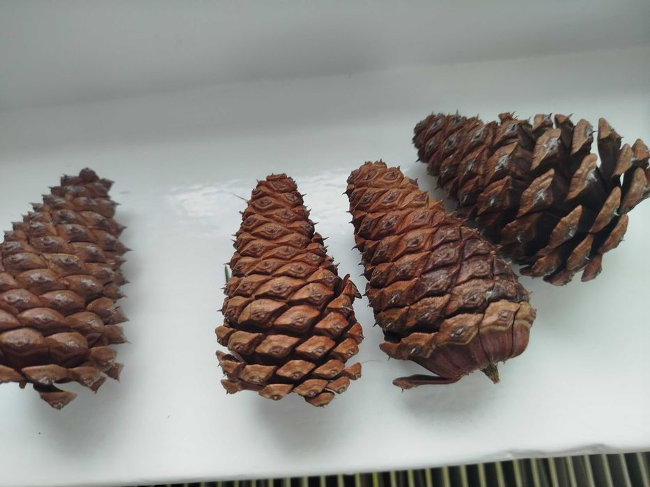 Szyszki z sosny żółtej  różne