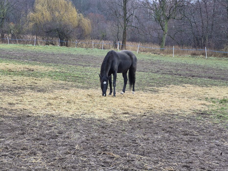 Sprzedam wałacha AQH karego