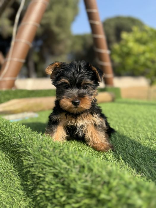 Yorkshirer  linha Russa