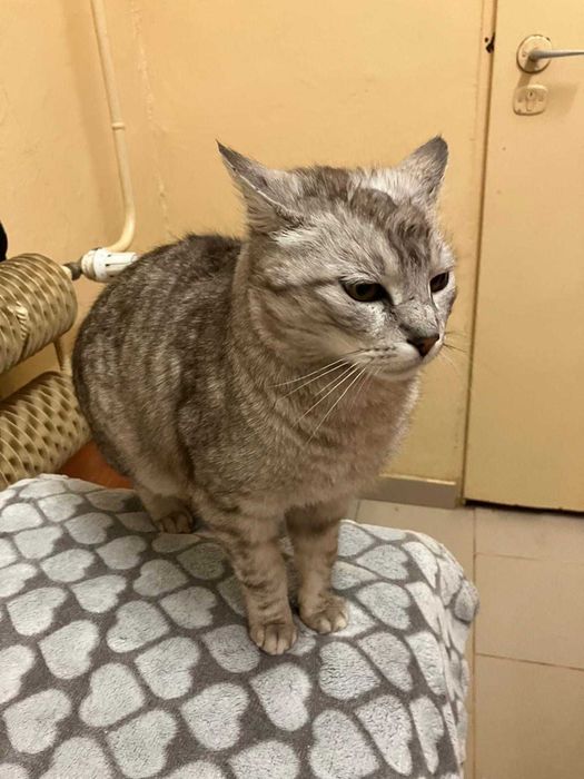 Dostojny kot ANTOŚ prosi o fajny dom dla siebie