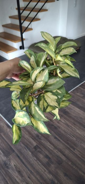 Hoya pięknie wybarwiona