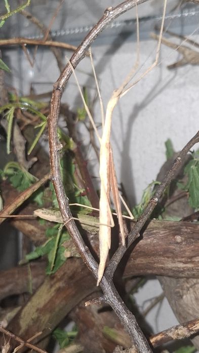 Sipyloidea sipylus - patyczak skrzydlaty