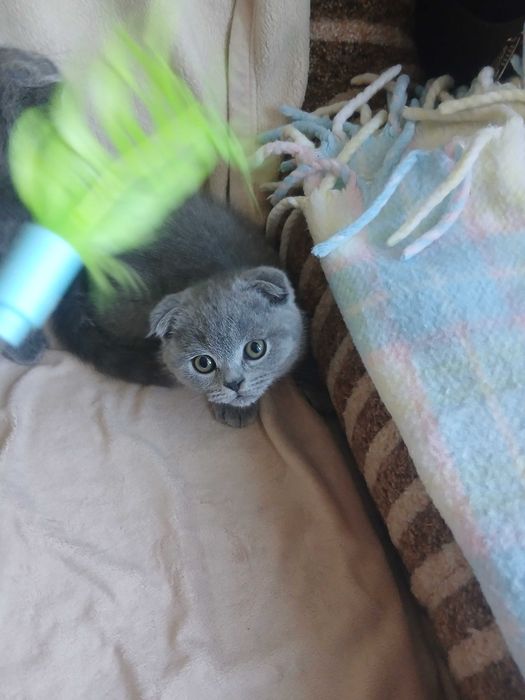 Вислоухие котята мальчики и девочки