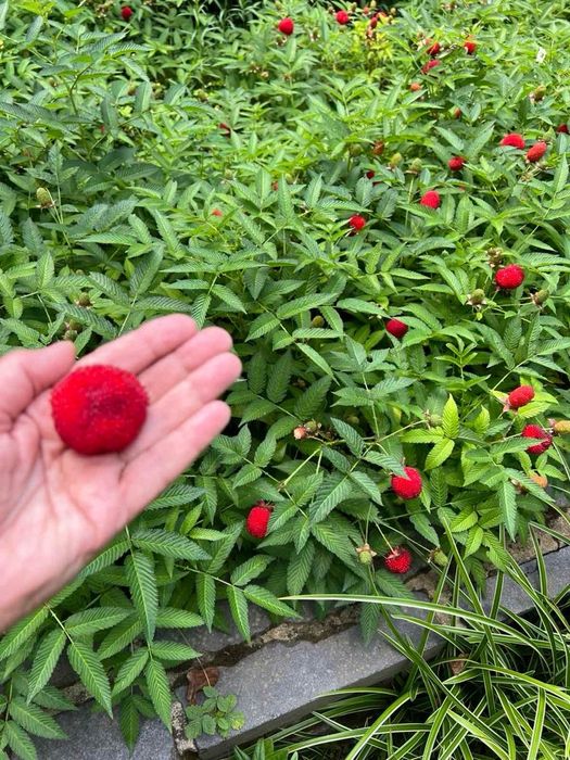 Дача в живописному місці