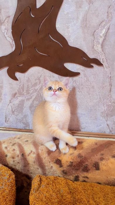 Шикарный мальчик Золотая шиншилла