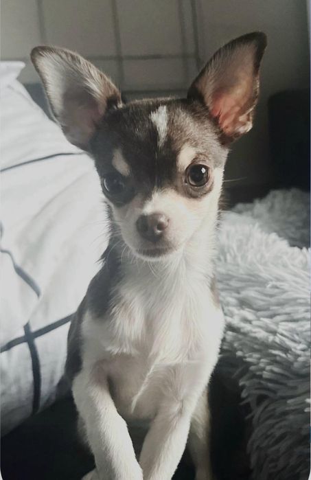 Czekoladowa chihuahua Mia
