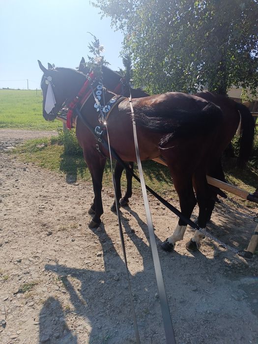 Klacz śląska 4 lata