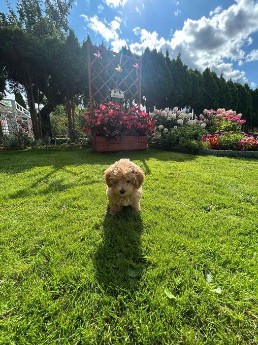 Maltipoo chlopiec