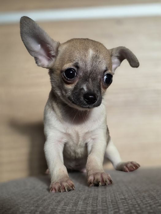CHIHUAHUA piesek szczenię z metryką chip do odbioru