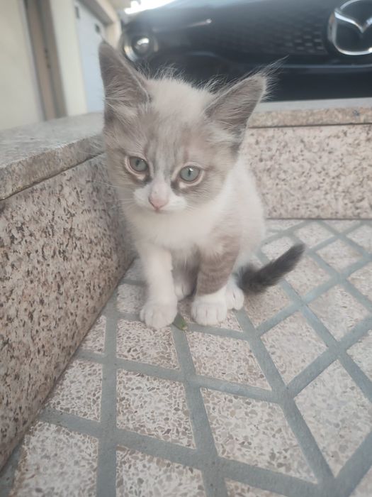 gatinhos para adoção