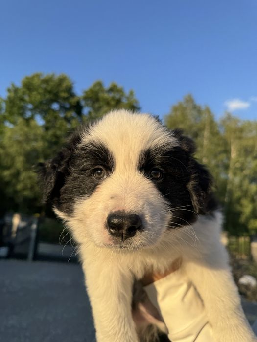 Border Collie – wyjątkowy słodziak samiec black & white z badaniami do odbioru.