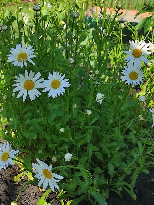 Ромашка садова багаторічна