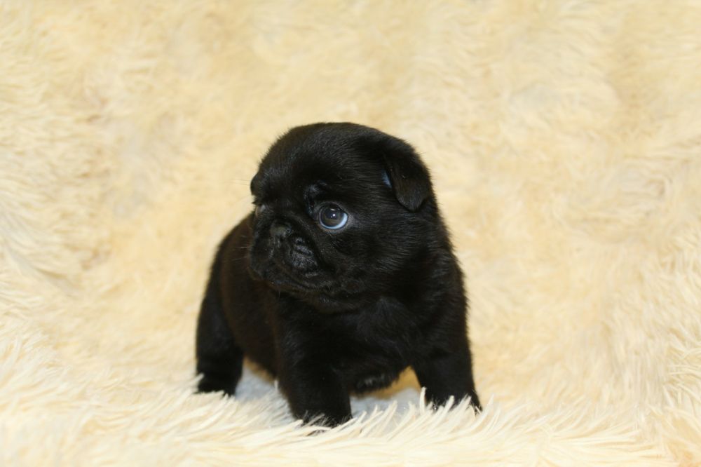 Бомбезні мопсики