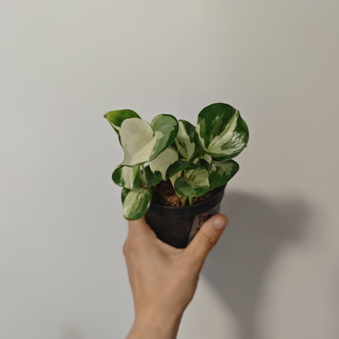 Epi Happy Leaf sadzonki