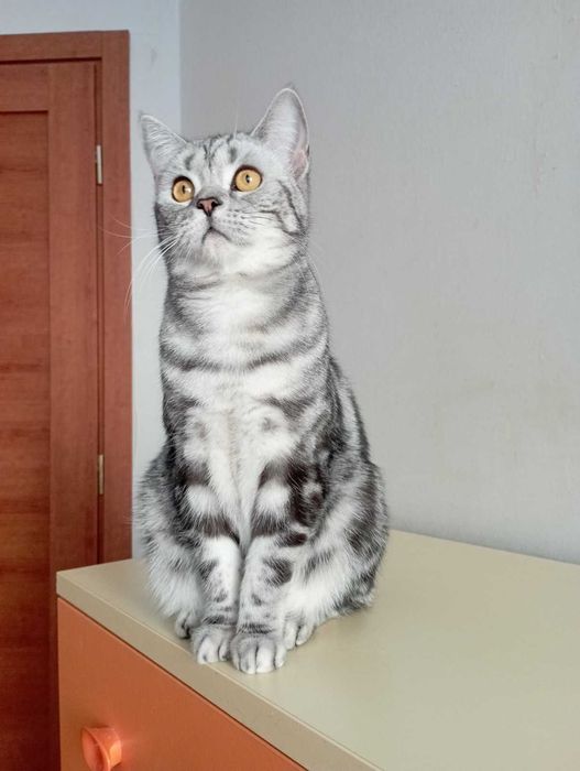 Шотоандець прямовухий стирилізований картка клуба родовіД WCF