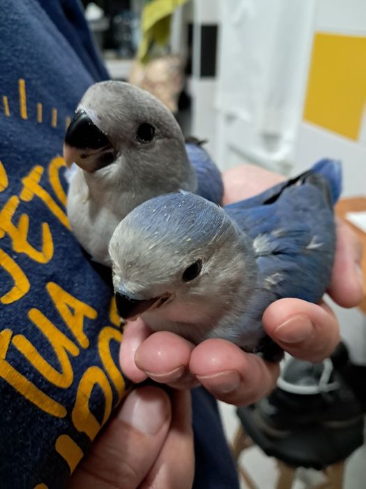Agapornis roseicollis criados á mão