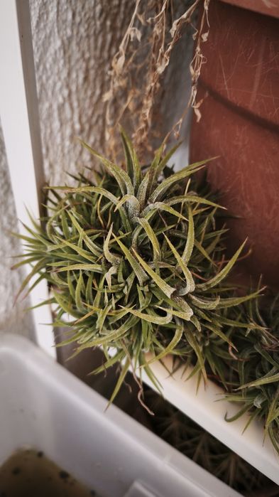 Plantas Aéreas Tillandsia (várias)