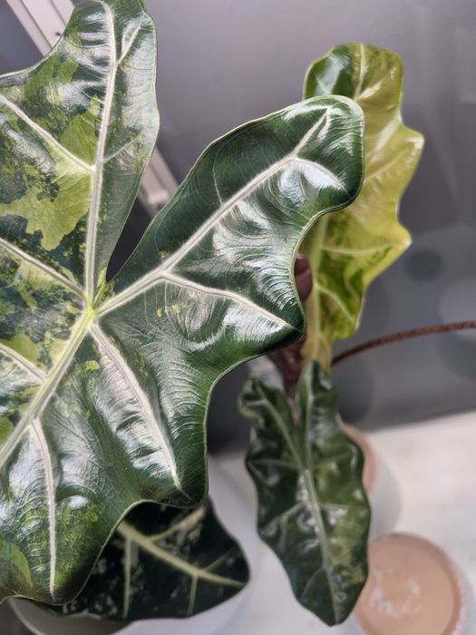 Alokazja PseudoSanderiana Pink Variegata bulwa nr 1