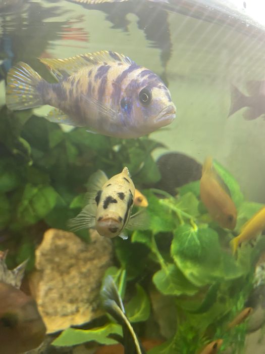 ciclideos mbuna multicolor