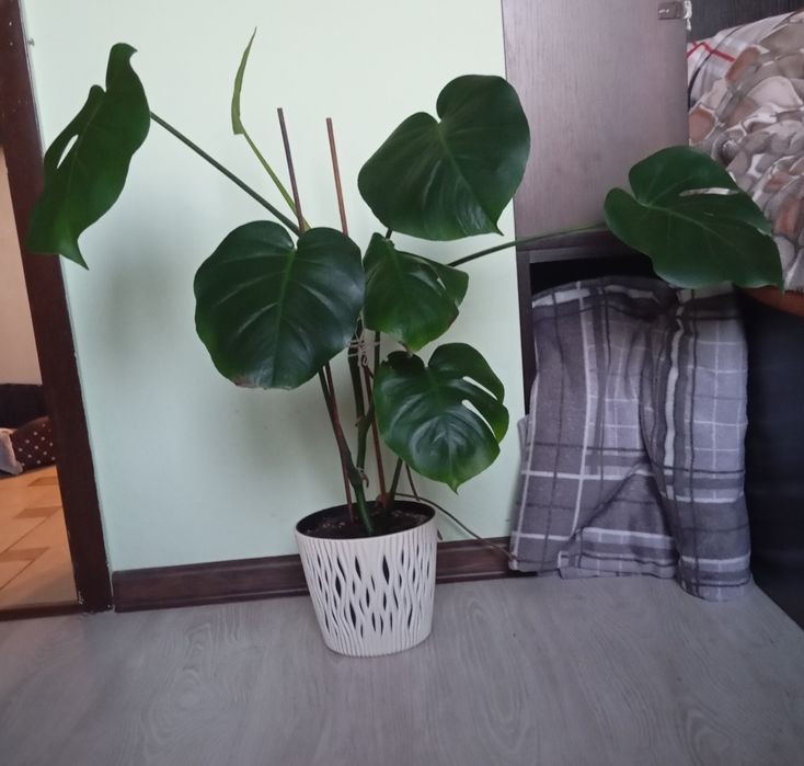 Sprzedam kwiat monstera