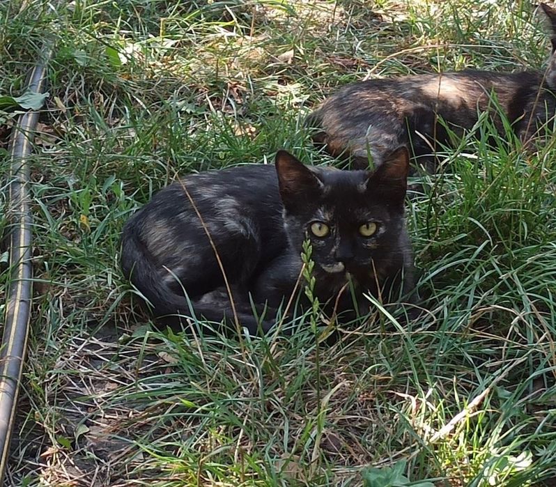 Котята котики отдам котенок девочка