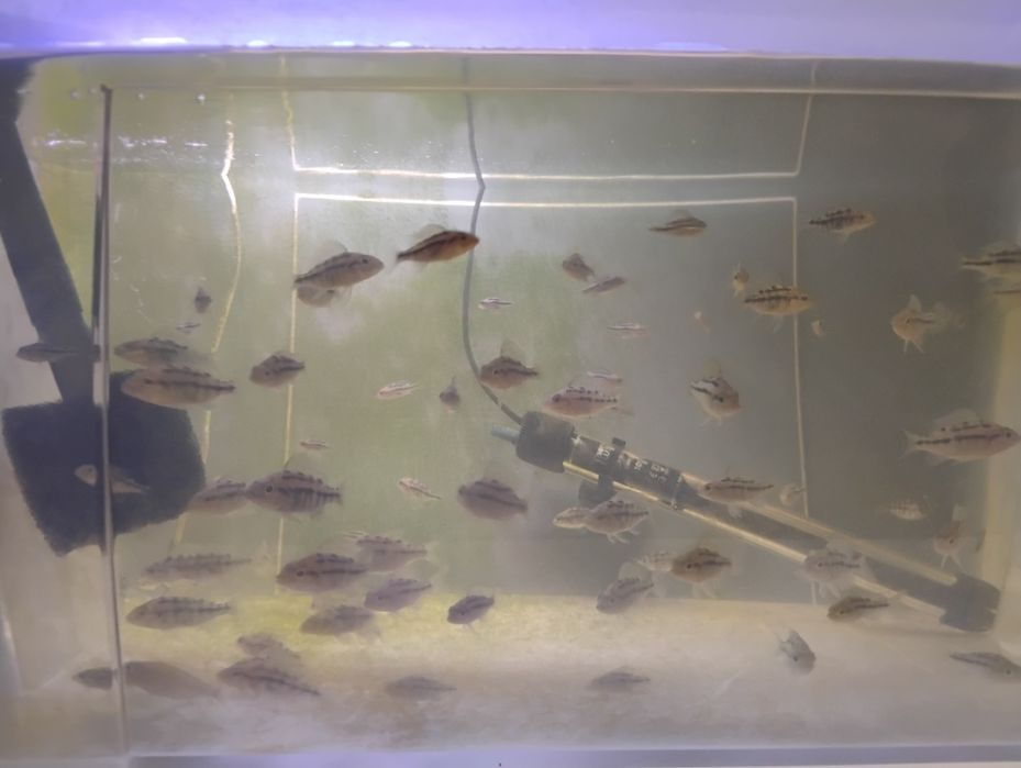 Protomelas Labrosus Thick Lip Mbenji Malawi 3-4cm