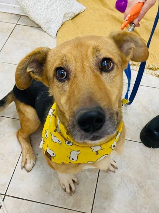 Віддаємо песика Мармелада