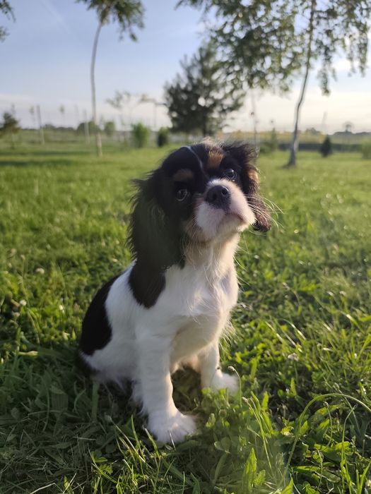 Cavalier King Charles spaniel, samiec.