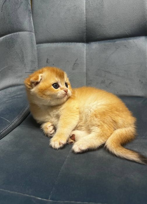 Кішечка породи золота шиншила