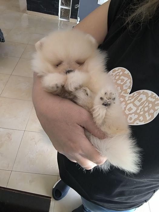 Spitz Mini. .Lulu da Pomerânia. LOP e Afixo Menina Espetácular Mini .