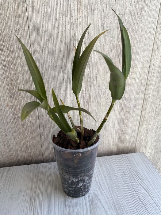 Дендробіум Беррі Ода, кімнатна рослина