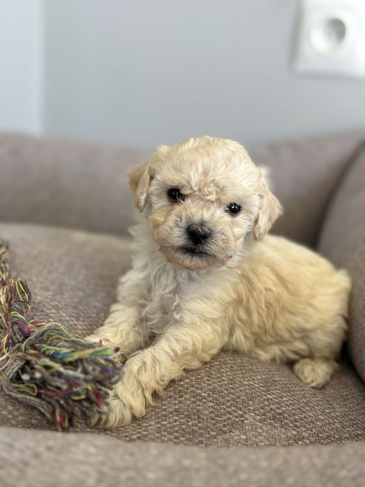 Pudel miniaturowy suczka