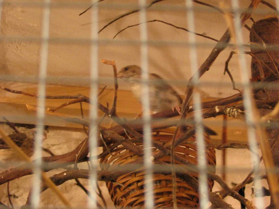 szare spiewaki sprzedam