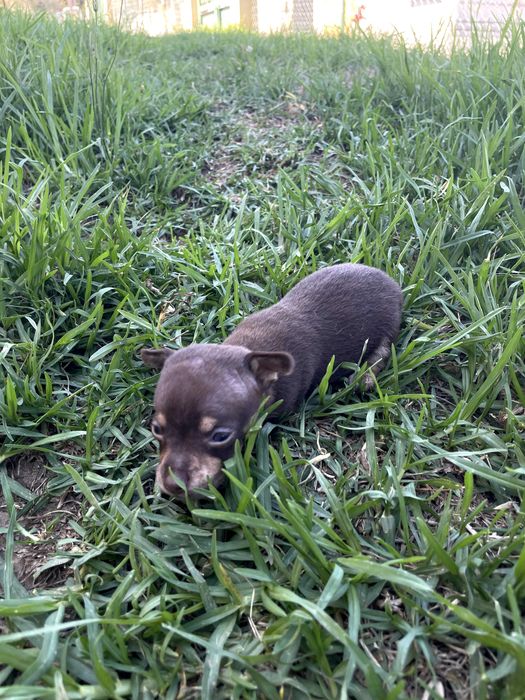 cao bebe pincher